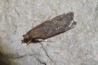 Gelechia sororculella