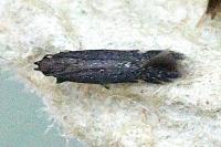 Aproaerema