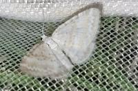 Perizoma albulata