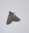Aglossa pinguinalis