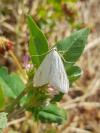 Sitochroa palealis