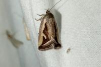Deltote uncula