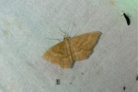 Idaea ochrata