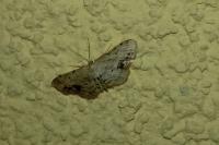 Idaea dimidiata