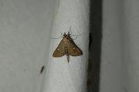 Dolicharthria punctalis