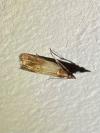 Plodia interpunctella