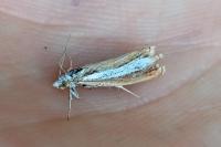 Catoptria margaritella