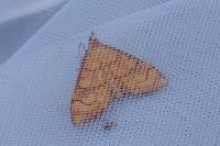 Anania verbascalis