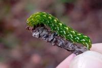 Anarta myrtilli
