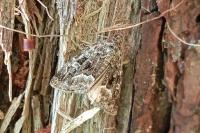 Deltote pygarga