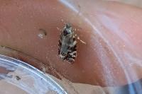 Epinotia tedella