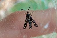 Chamaesphecia empiformis/tenthrediniformis