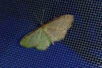 Idaea humiliata