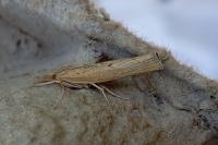 Agriphila geniculea