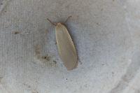 Collita griseola