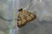 Lymantria dispar
