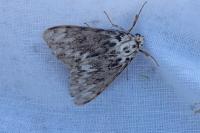 Lymantria monacha