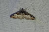 Catarhoe cuculata