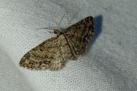 Eupithecia inturbata