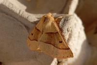 Crocallis elinguaria