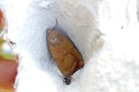 Noctua interjecta