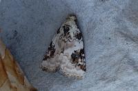 Pseudeustrotia candidula