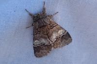 Drymonia querna