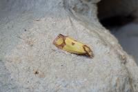 Agapeta zoegana