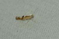 Argyresthia