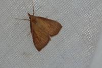 Nascia cilialis