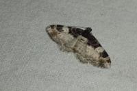 Catarhoe cuculata