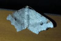 Macaria notata