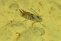 Phyllocnistis unipunctella