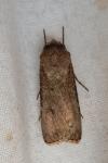 Agrotis segetum