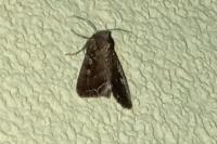 Lacanobia oleracea
