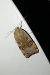 Noctua janthe/janthina