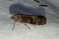 Phycita roborella