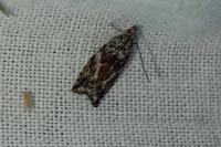 Epinotia nisella
