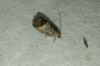 Cydia splendana