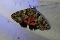 Catocala promissa