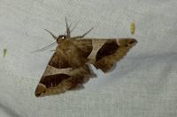 Dysgonia algira