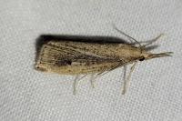 Chilo phragmitellus