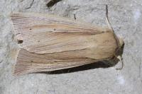 Mythimna straminea