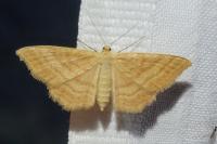 Idaea ochrata
