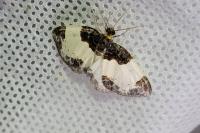 Mesoleuca albicillata