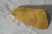 Lasiocampa quercus quercus