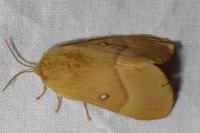 Lasiocampa quercus quercus