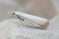Agriphila straminella