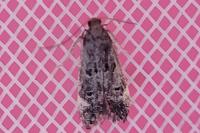 Dichomeris alacella