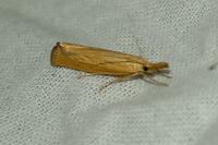 Agriphila straminella